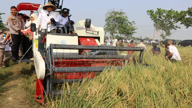 Genjot Produktivitas Pertanian, Wamentan Harvick Panen Padi Varietas Unggul di Karawang