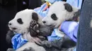 Dua anak panda "Meng Yuan" (kiri) dan "Meng Xiang" diperlihatkan kepada media setelah mereka diberi nama di kebun binatang Zoologischer Garten di Berlin (9/12/2019). Meng Yuan" dan "Meng Xiang"  merupakan anak panda raksasa Meng Meng dan Jiao Qing. (AFP/Odd Andersen)