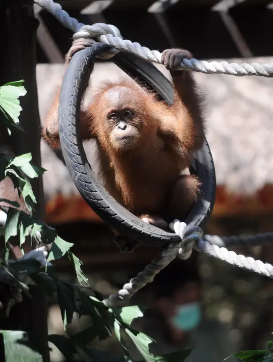 Anak orangutan diperlihatkan kepada publik setelah beberapa bulan dalam karantina di Taman Safari Bali, Kabupaten Gianyar, Senin (19/8/2019). Pihak berwenang pada 22 Maret lalu menangkap WN Rusia yang berusaha menyelundupkan anak orangutan berusia dua tahun itu di dalam koper. (SONNY TUMBELAKA/AFP)
