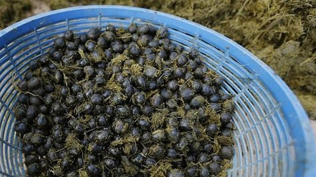 Kopi termahal di dunia bukan kopi luwak