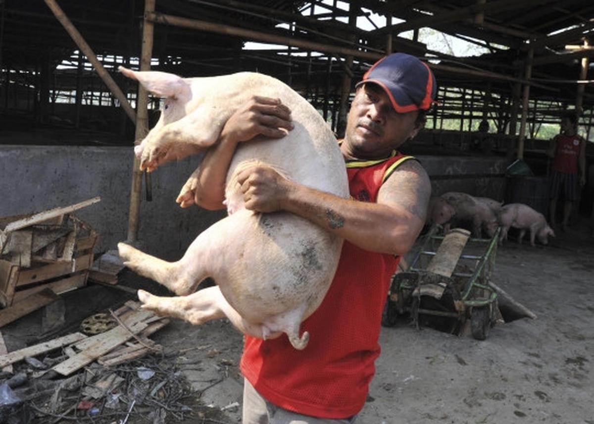 Pemindahan ratusan babi dari bantaran Sungai Cisadane