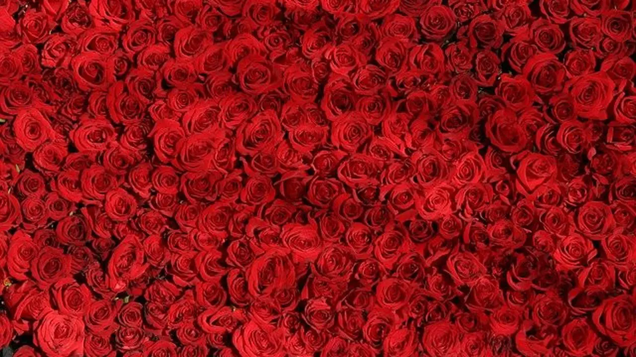 Ilustrasi warna merah
