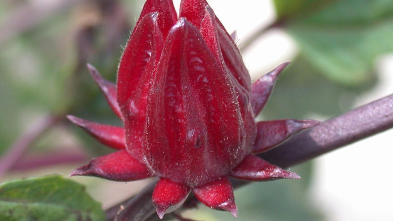 Rosella, Tanaman Herbal yang Ampuh Menurunkan Tekanan Darah dan Kolesterol