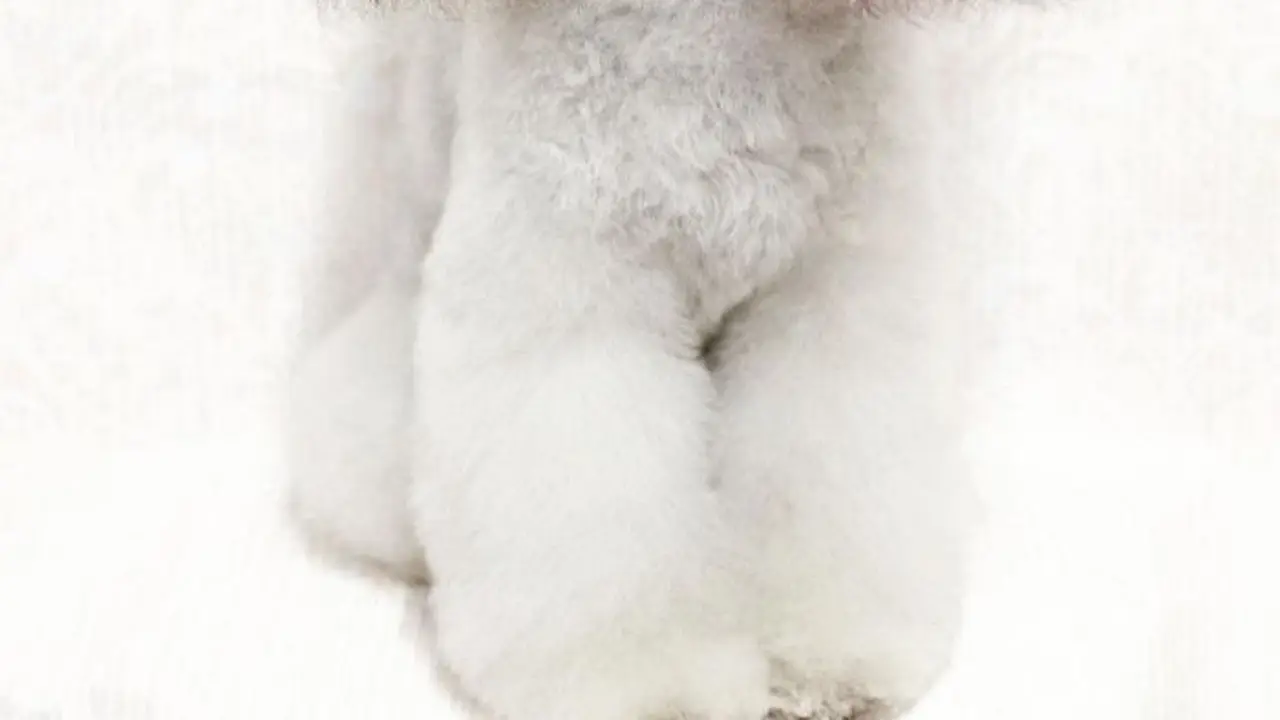 anjing lucu
