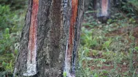 Kondisi penyadapan pinus di Hutan Produksi Terbatas Desa Motilango, Kecamatan Tibawa, Kabupaten Gorontalo (Arfandi/Liputan6.com)