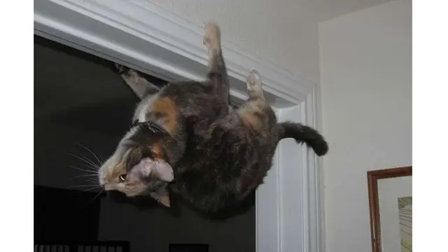 Potret 6 Kucing Bergaya Bak Spiderman Ini Bikin Tepuk Jidat