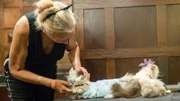 Siobhan Moore mendandani kucingnya sebelum tampil fashion show kucing di Hotel Algonquin di New York, (2/8). Acara penggalangan dana ini untuk membantu 150 hewan lebih yang berhasil diselamatkan dan kini di penampungan hewan. (AP Photo/Mary Altaffer)