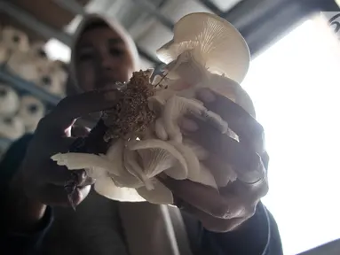 Petani saat melakukan perawatan jamur tiram di kawasan Pulo Kambing, Jakarta, Rabu (26/12). Musim penghujan membuat produksi jamur tiram meningkat dari bulan biasa. (Merdeka.com/Iqbal S. Nugroho)