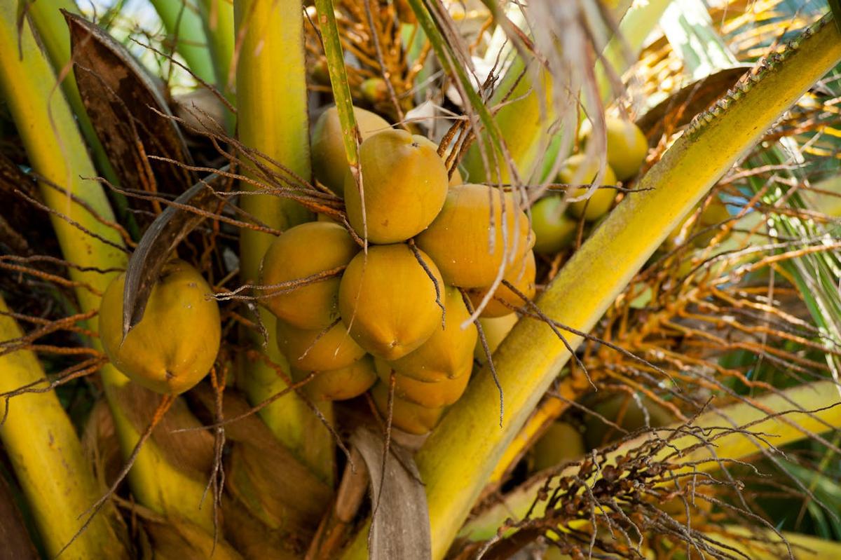 Kelapa