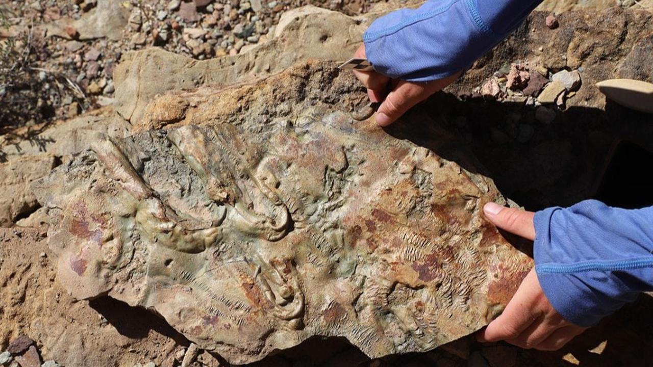 Temuan Fosil Batuan di Grand Canyon Diyakini Mengubah Sejarah Evolusi