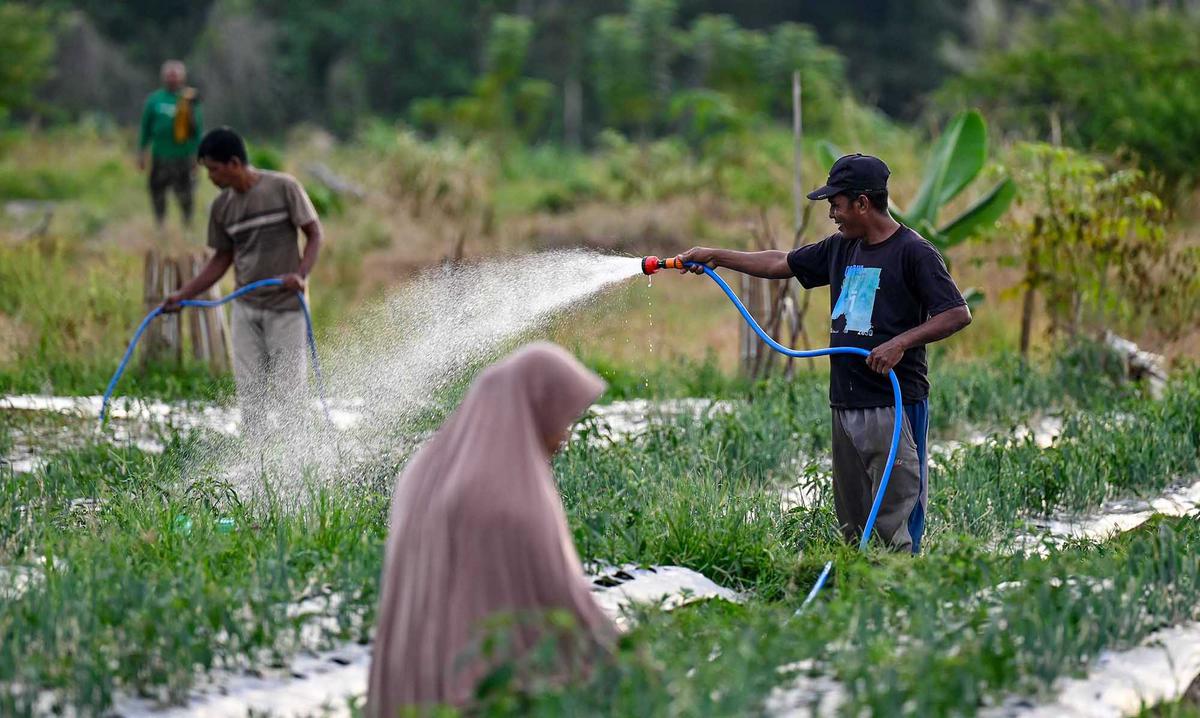 Lahan Bekas Lumpur Banjir Bandang Jadi Areal Pertanian Produktif di Pidie Jaya