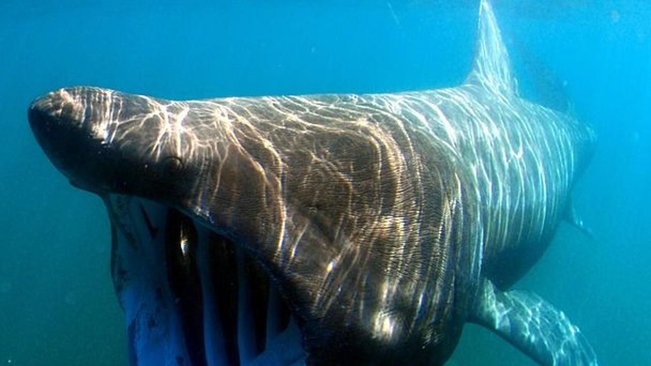 Hiu Basking Rangking Dua Ikan Terbesar di Dunia