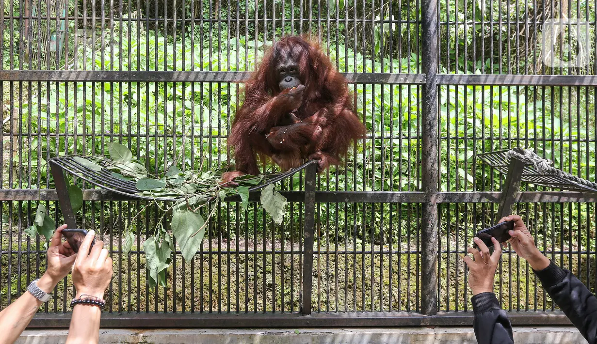 Induk orangutan, Eva memeluk bayi bernama Fitri di Taman Safari Indonesia Cisarua, Bogor, Jawa Barat, Rabu (27/5/2020). Fitri, bayi Orangutan Kalimantan berjenis bertina pemberian nama dari Menteri LHK Siti Nurbaya lahir pada hari Senin (25/5) pukul 05.00 WIB (Liputan6.com/Fery Pradolo)