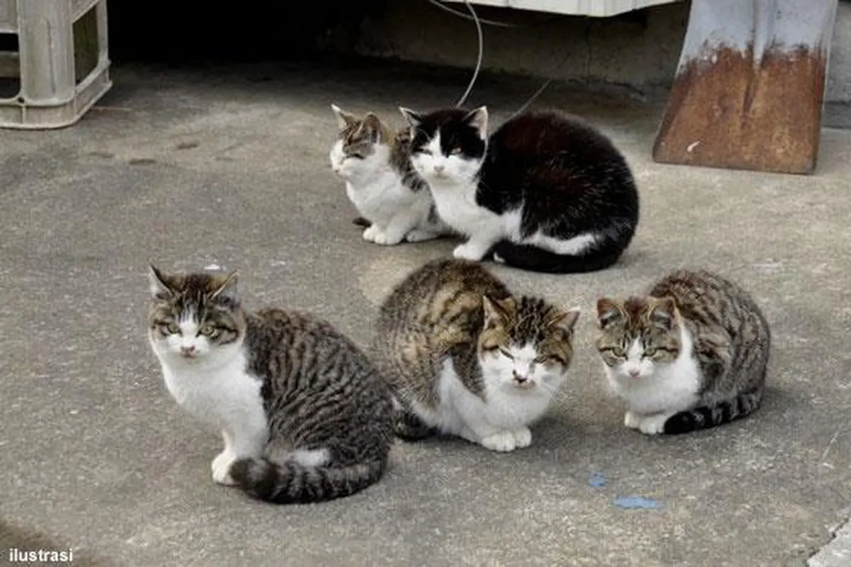 kucing kampung