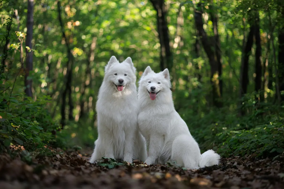 Samoyed