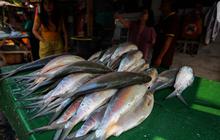 Mengenal Kandungan Gizi Ikan Bandeng, Hidangan Imlek yang Kaya Akan Protein