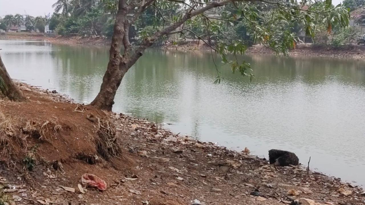 Biasanya, kata dia, air terlihat hingga batas permukaan tanah. Sejak kemarau, air menjadi lebih dangkal. "Tadinya air setu penuh, sekarang asat (nyusut) 3 meter," ujarnya.<br>