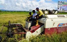 Pemkot Jayapura Panen Padi Cetak Sawah Perdana di Koya Timur, Perkuat Ketahanan Pangan Nasional