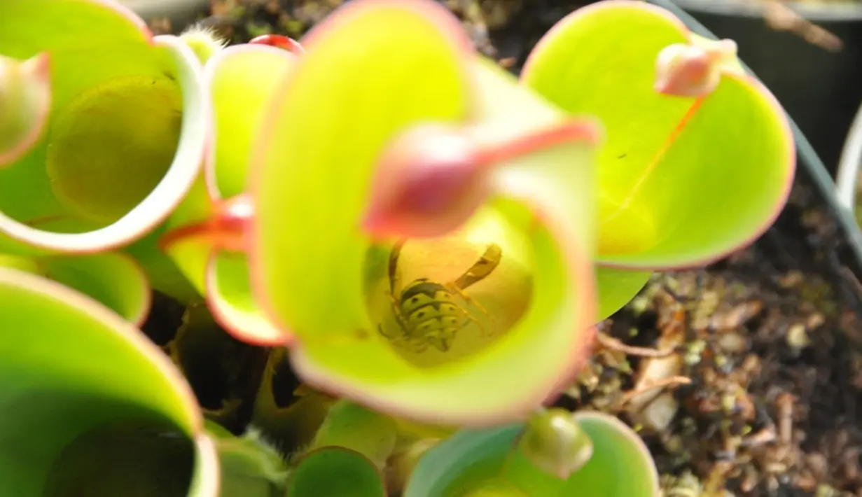 Heliamphora memiliki julukan sebagai tanaman ‘kendi’ matahari. Daun-daunnya berbentuk seperti tabung berisi air. Ketika mangsanya terjerembab, tanaman ini langsung mencernanya.( www.growcarnivorousplants.com) 