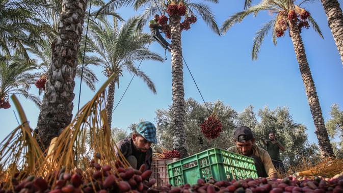 Petani menyortir buah kurma yang sudah dipetik dari batangnya selama panen tahunan di Deir al-Balah di Jalur Gaza tengah (24/9/2019). Warga Palestina yang tinggal di Deir al-Balah tengah sibuk dengan hasil panen kurmanya yang melimpah. (AFP Photo/Said Khatib)