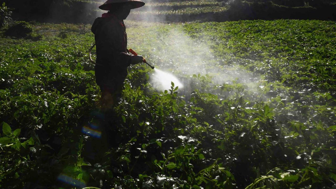 FOTO: Petani Kentang Dieng Terpinggirkan di Tengah Turunnya Harga Pupuk Subsidi