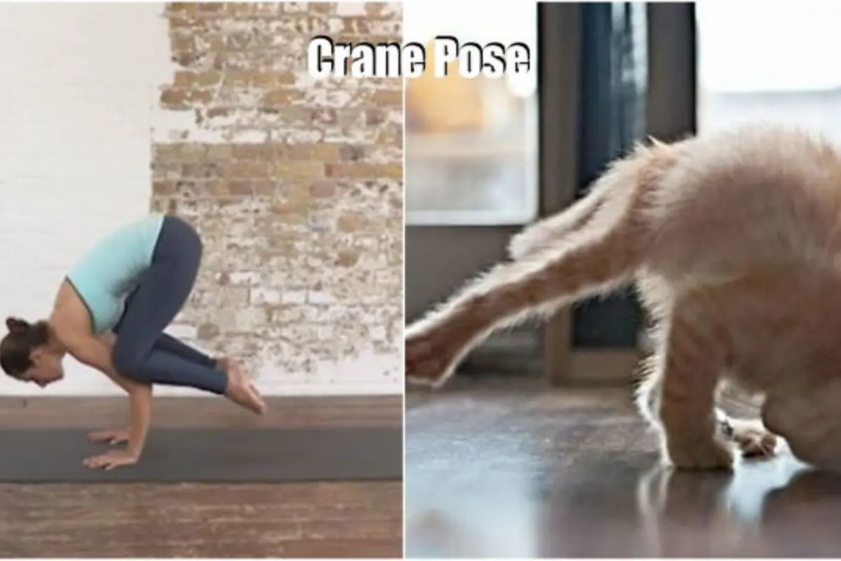 10 Pose Yoga Menggemaskan yang Dilakukan oleh Hewan
