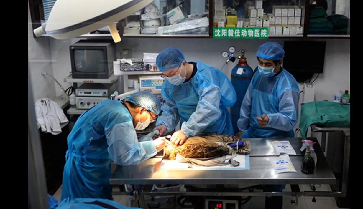 Tiga Dokter hewan menangani operasi burung hantu elang  yang menderita patah tulang di sayap kanan di rumah sakit Shenyang, Liaoning, Rabu (21/1/2015). Burung hantu jenis ini merupakan salah satu hewan yang dilindungi di Tiongkok (REUTERS/Stringer)