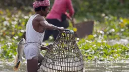 Seorang penduduk desa memiliki ikan yang diikat di pinggangnya saat mencari ikan sebagai bagian dari perayaan Bhogali Bihu di desa Panbari, sekitar 50 km timur Gauhati, India, Kamis (13/1/2022). "Bhogali Bihu" menandai berakhirnya musim panen di timur laut negara bagian Assam. (AP Photo/Anupam Nath)