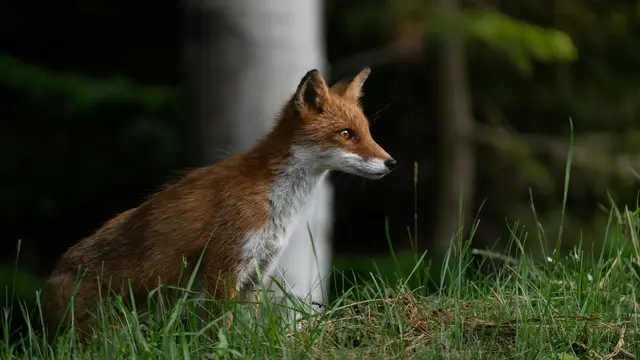 Ezo Red Fox