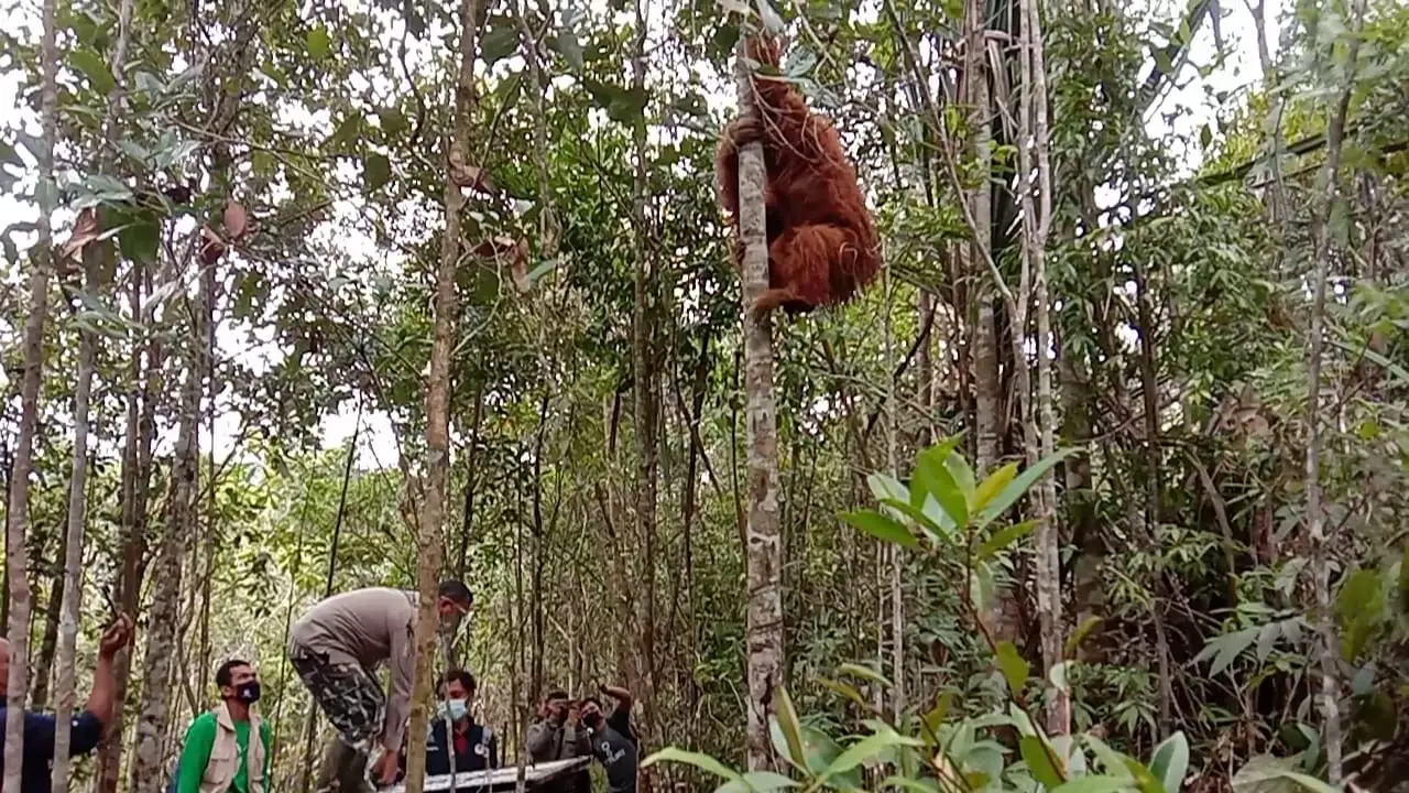 Orang utan tapanuli