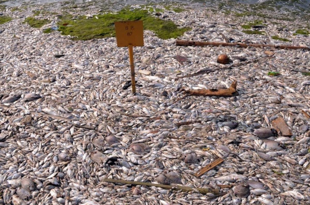 Jutaan ekor ikan berbagai jenis mati misterius di Pantai Ancol