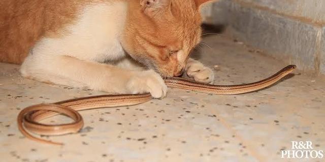 Apa yang Harus Dilakukan Saat Kucing Bawa Pulang Ular ke Rumah? Ini Cara Mencegahnya