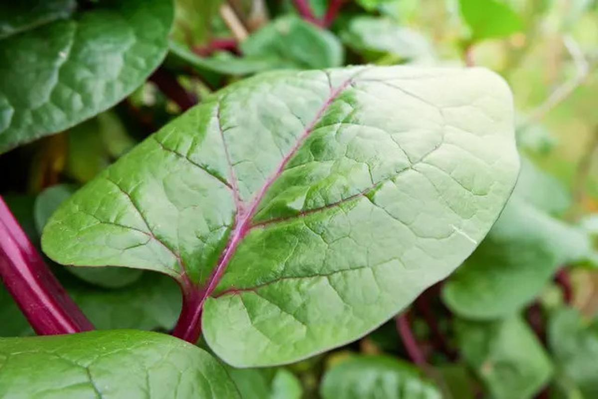 Cara Merebus Daun Binahong untuk Asam Urat, Ikuti Langkah Ini agar Khasiatnya Maksimal