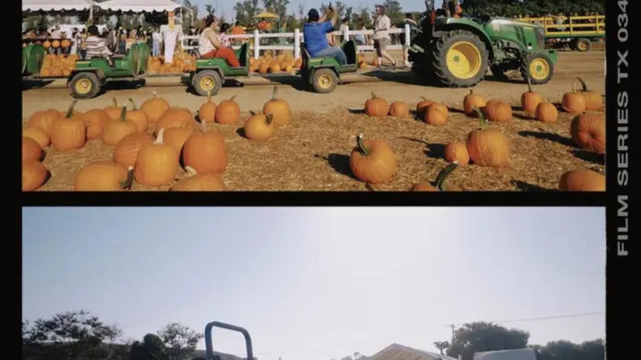 6 Potret Nikita Willy Ajak Baby Issa ke Ladang Labu Amerika, Panen Jelang Halloween