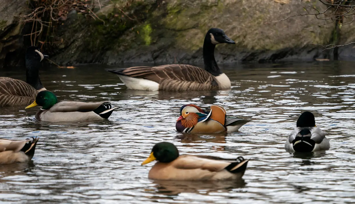 Bebek mandarin berenang di antara bebek-bebek lain di sebuah kolam di Central Park, New York, Selasa (27/11). Hewan yang juga dinobatkan sebagai bebek terindah di dunia ini memiliki ukuran panjang 41-49 cm dan bentang sayap 65-75 cm. (Don EMMERT / AFP)