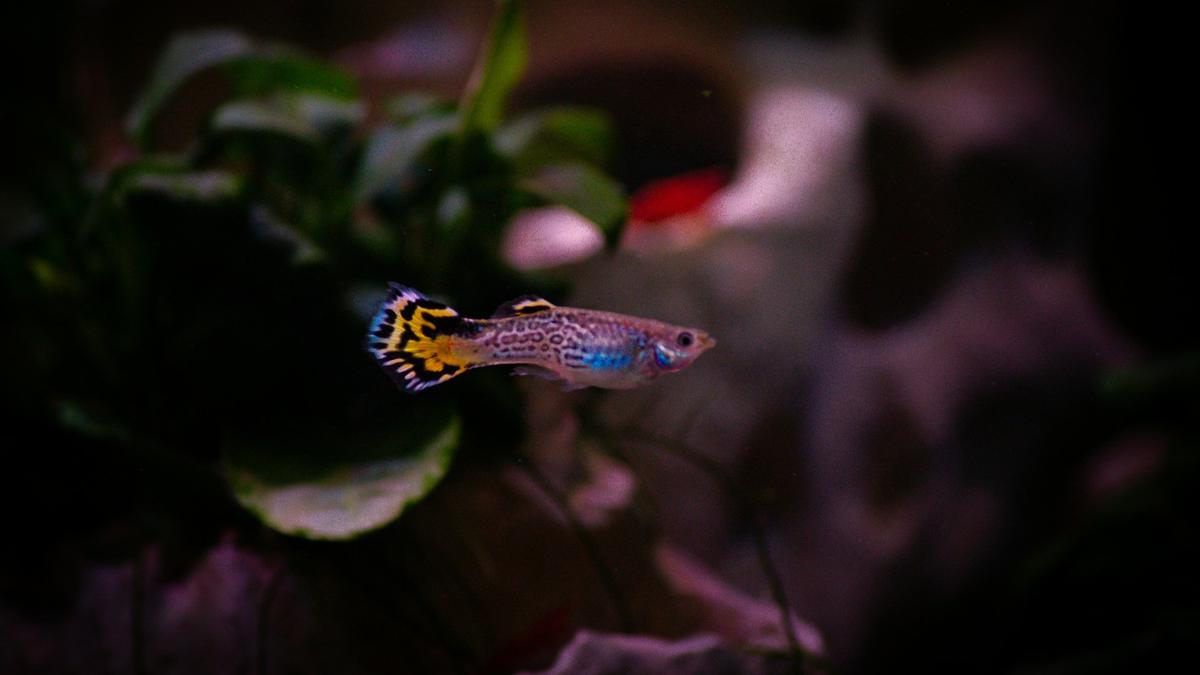 Ikan Guppy