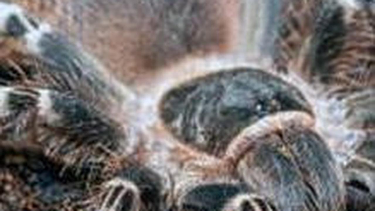 Perkawinan Laba-Laba Brazil<br>