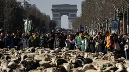 Sekitar 2000 domba digiring di jalan Champs-Elysees untuk menutup Pameran Pertanian Internasional, di Paris, Minggu (6/3/2022). Hewan dan gembala dari wilayah barat daya Prancis berparade di jalan terkenal untuk mempromosikan pekerjaan dan wilayah mereka. (AP Photo/Thomas Padilla)