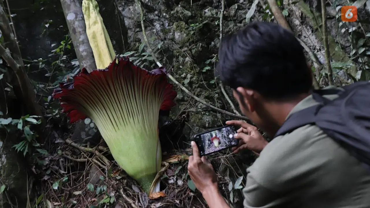 Amorphophallus titanum