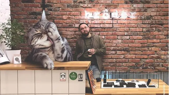 Seniman Kreatif, 8 Foto Seandainya Kucing di Dunia Berukuran Raksasa