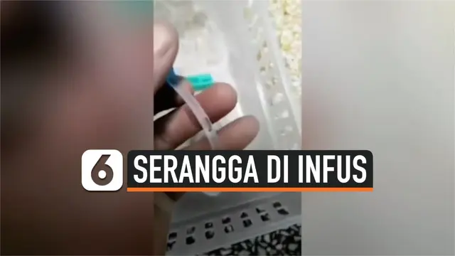 VIDEO: Pria Temukan Serangga Pada Selang Infus Pasien Rumah Sakit