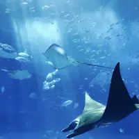 Simak dukungan terhadap pelestarian biota laut di Jakarta Aquarium oleh Hero Group./ W W from Pexels