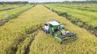 Program ekstensifikasi di lahan Food Estate di desa Batuah, Kecamatan Basarang, Kabupaten Kapuas, Provinsi Kalimantan Tengah.