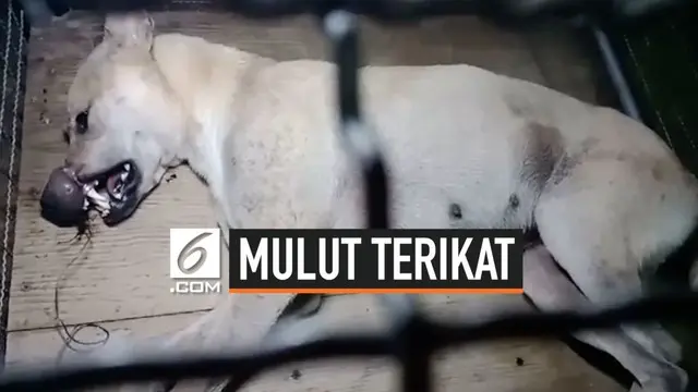 Penduduk temukan seekor anjing liar dengan mulut terikat penutup moncong dari besi di Thailand. Diduga itu merupakan ulah orang yang tidak bertanggung jawab.