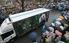 FOTO: Penuh Air Mata, Ini Momen Ribuan Warga Korea Selatan Melepas Panda Fu Bao yang Dipulangkan ke China