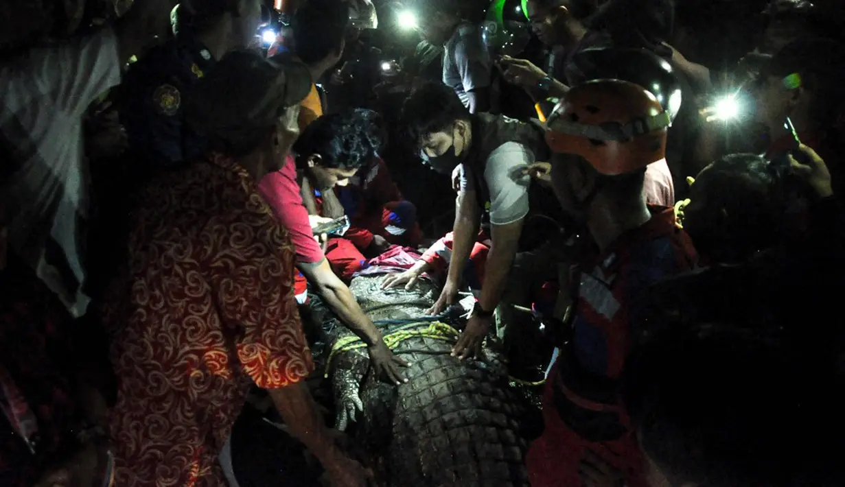 Warga membebaskan seekor buaya dari ban yang tersangkut pada lehernya selama sekitar lima tahun sebelum dilepaskan ke sungai di Palu, Sulawesi Tengah, 7 Februari 2022. Lokasi pelepasan buaya tepat di tempat penangkapannya, di bawah Jembatan II, Kecamatan Palu Selatan. (MUHAMMAD RIFKI/AFP)