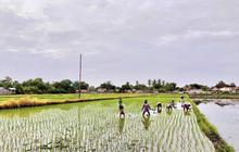 NTB Siapkan 2.695 Ton Benih Padi untuk Masa Tanam 2026, Surplus Bakal Disalurkan ke Daerah Lain