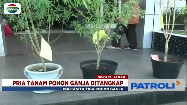 Polres Metro Bekasi tangkap seorang pria penanam 3 pohon ganja setinggi 2 meter di dalam rumah.