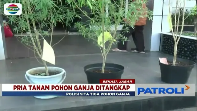 Polisi Tangkap Pria Penanam 3 Pohon Ganja di Bekasi
