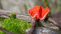 Ciri-ciri jamur ascomycota  (sumber: Pixabay)